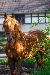 Close-up of horse standing outdoors