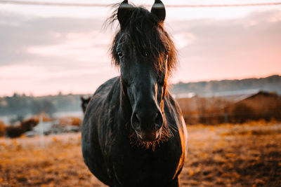 Portrait of horses standing at ranch against sky during sunset