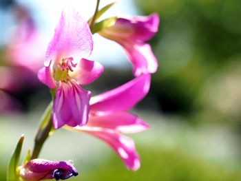 Close-up of pink flowers blooming outdoors