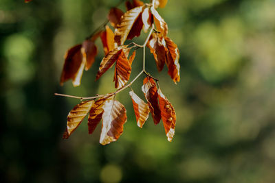 Close-up of orange flowering plant leaves