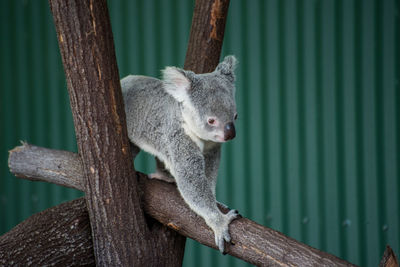 Close-up of koala on tree