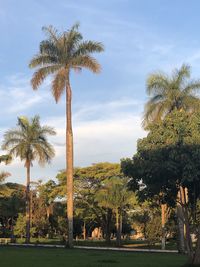 Palm trees against sky