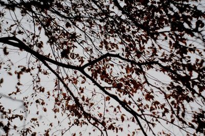 Low angle view of flowering tree against sky