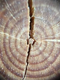 Close-up of leaf