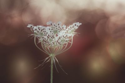 Close-up of flower blooming outdoors