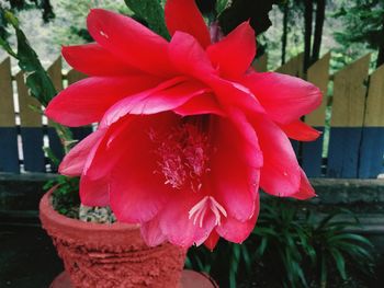 Close-up of red flower blooming outdoors