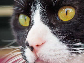 Close-up portrait of cat