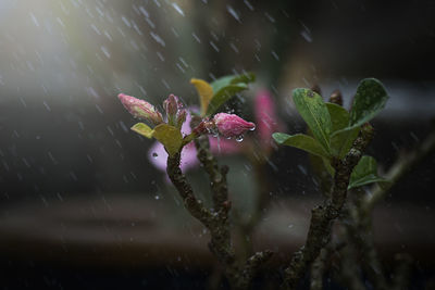 Close-up of water falling on bud