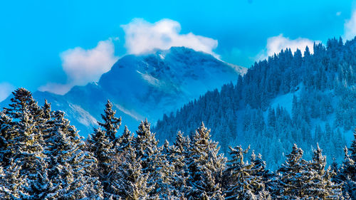 Low angle view of trees against blue sky