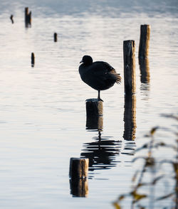 Seagulls perching on wooden post