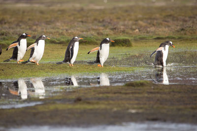 View of birds perching on the beach