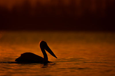 Close-up of pelican