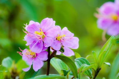 Close-up of pink flowering plant