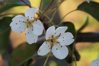 Close-up of white cherry blossom