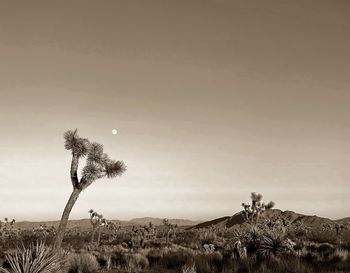 Plants growing on land against sky