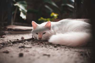 Close-up of cat sleeping