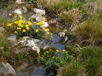 Close-up of yellow flowers growing on rock