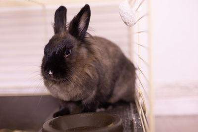 Close-up of rabbit