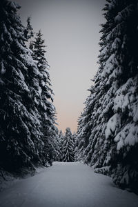 Panoramic view of trees in forest