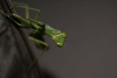 Close-up of insect on leaf