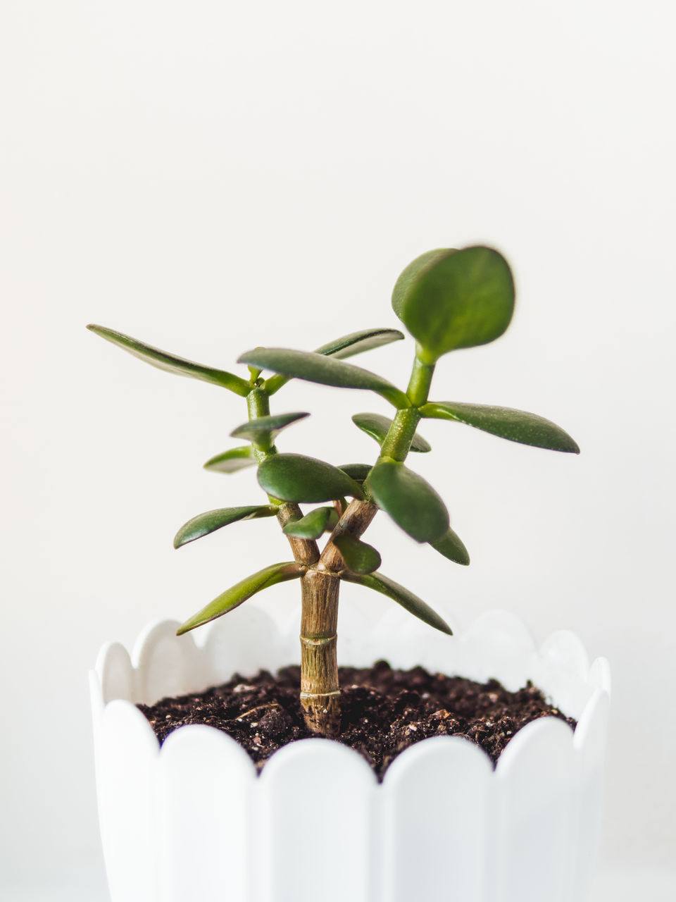 CLOSE-UP OF PLANT AGAINST WHITE BACKGROUND