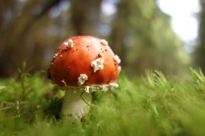 Close-up of fly agaric mushroom on field