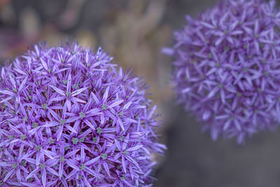 Close-up of purple flowering plant