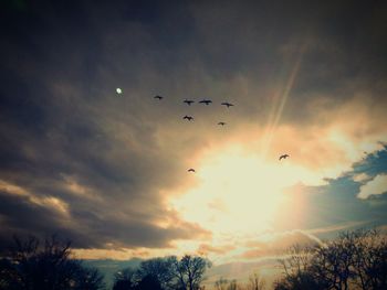 Low angle view of bird flying in sky