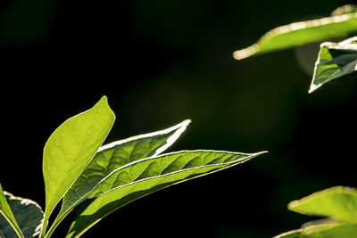 Close-up of leaves against blurred background