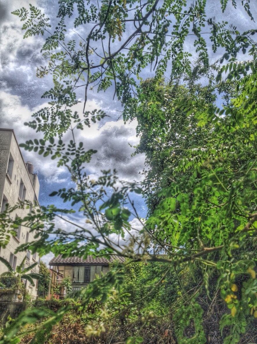 tree, growth, branch, day, low angle view, no people, house, nature, plant, outdoors, green color, leaf, sky, built structure, architecture, building exterior, beauty in nature, mountain