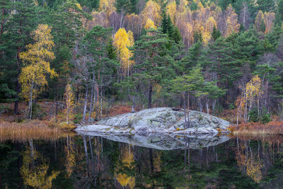 Trees by lake in forest during autumn