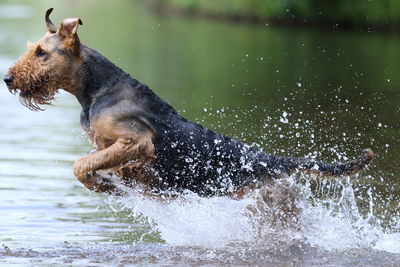 Side view of dog splashing water in lake