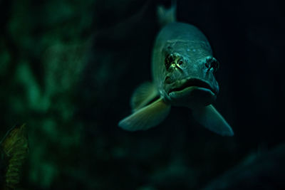 Quebec city aquarium 