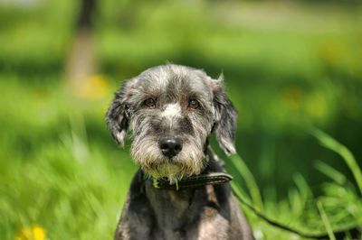 Close-up portrait of dog sticking out tongue outdoors