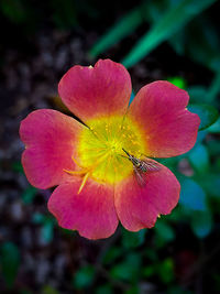 Close-up of pink rose flower