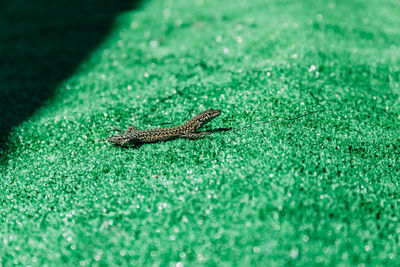 Close-up of a lizard on field