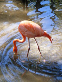 View of an animal in pond