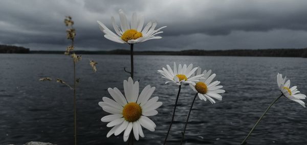 Close-up of white flowering plant against lake