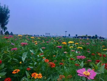 View of flowering plants on field against clear sky