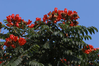 Low angle view of flowering plant against sky