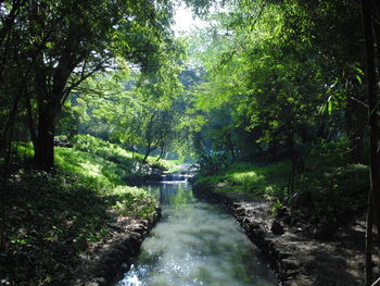Scenic view of waterfall amidst trees in forest