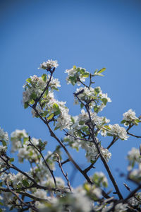 Low angle view of flowering tree against blue sky