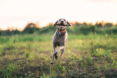 Dog running on field during sunset