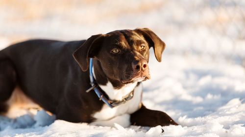 Dog standing on snow covered field