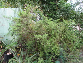 Close-up of fresh plants in forest