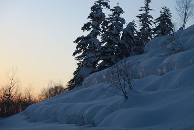 Snow covered trees against sky during sunset