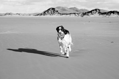 Dog running on beach