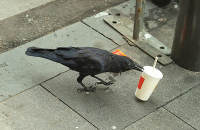 High angle view of bird eating food on footpath