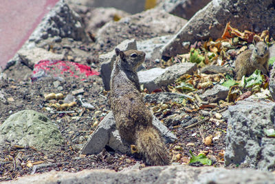 Squirrel on rock