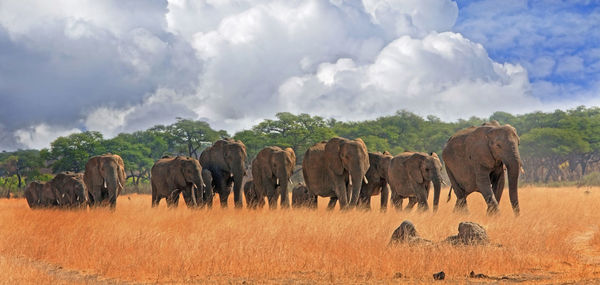Panoramic shot of elephant on field against sky
